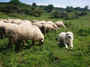 formation pastoralisme biodiversité et chiens de protection